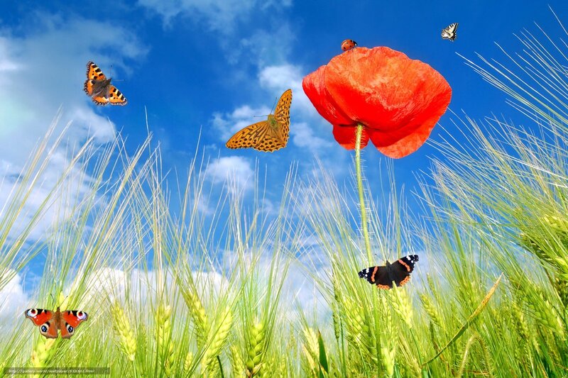 Butterflies in a poppy field