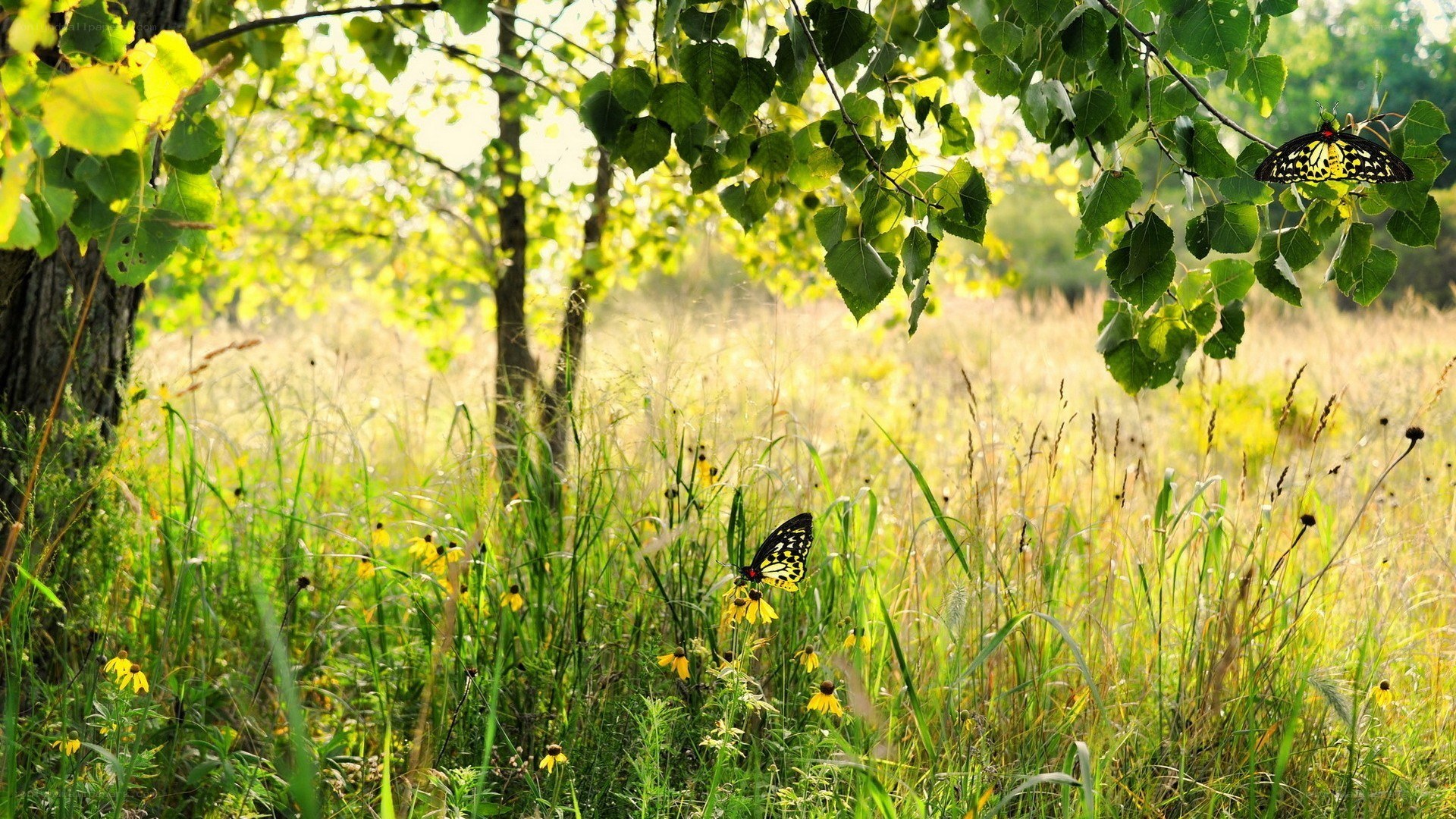 Butterflies in a sunlit meadow