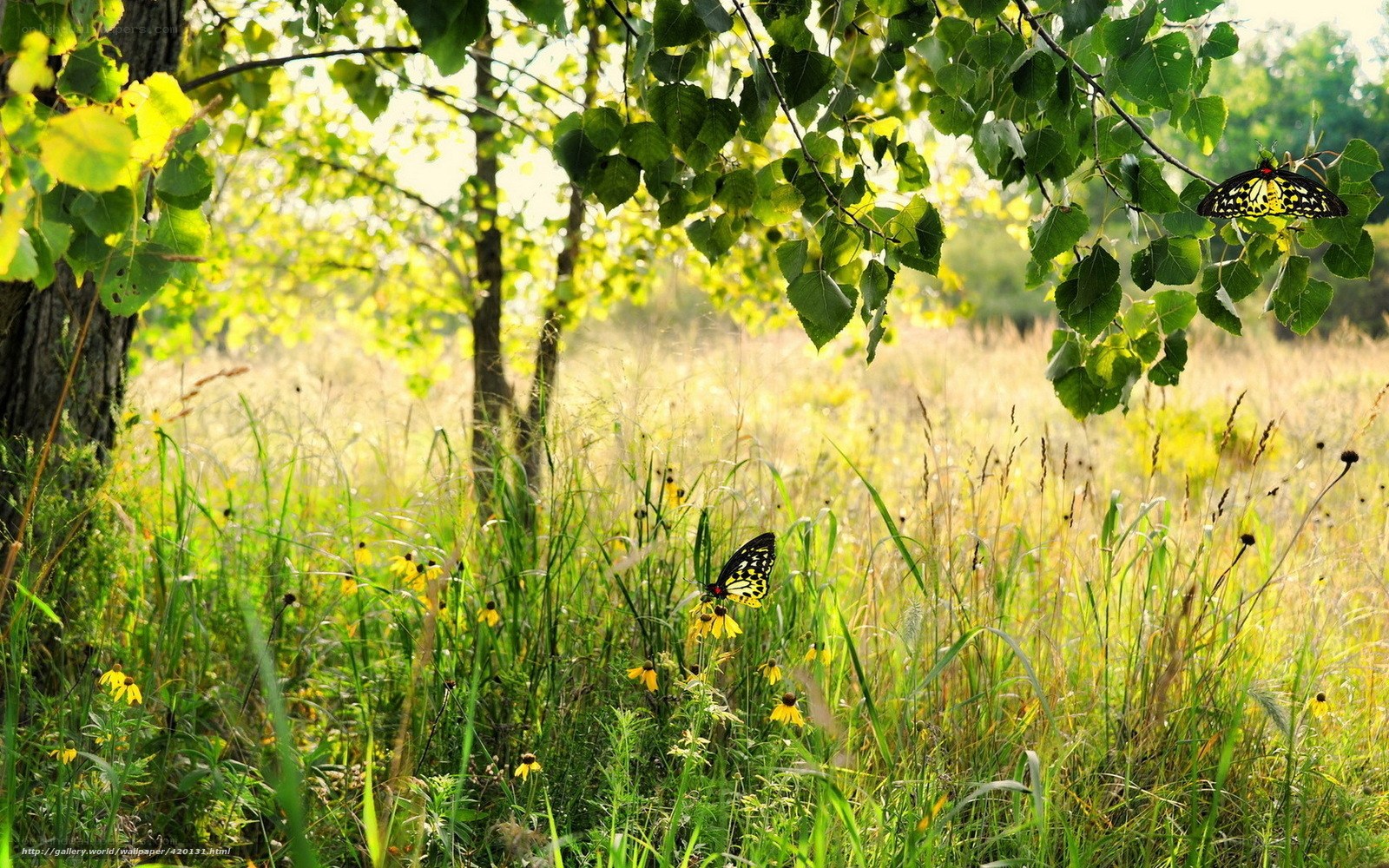 Butterflies in a sunlit meadow