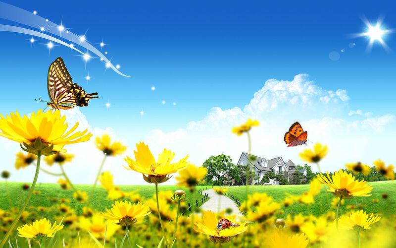 Butterflies in a sunny field