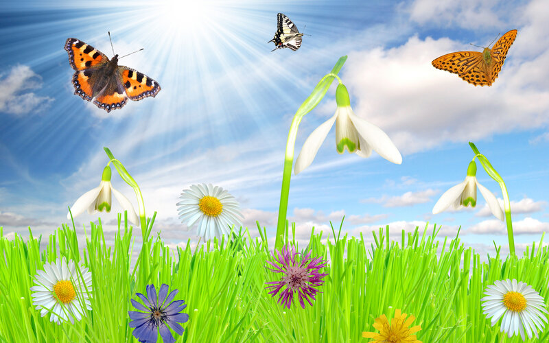 butterflies in a sunny meadow