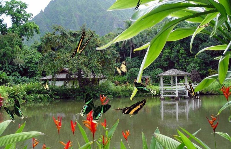 Butterflies in a tropical garden