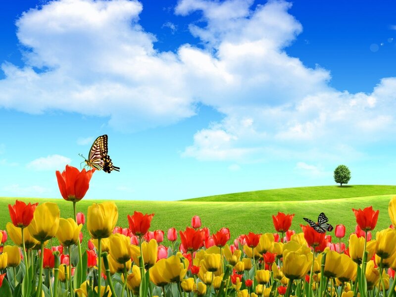 Butterflies in a tulip field