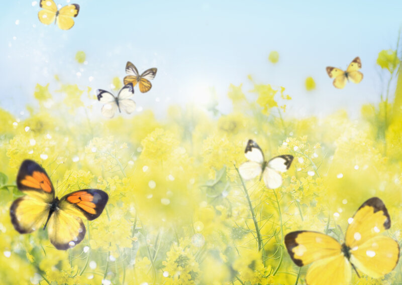 Butterflies in a yellow field