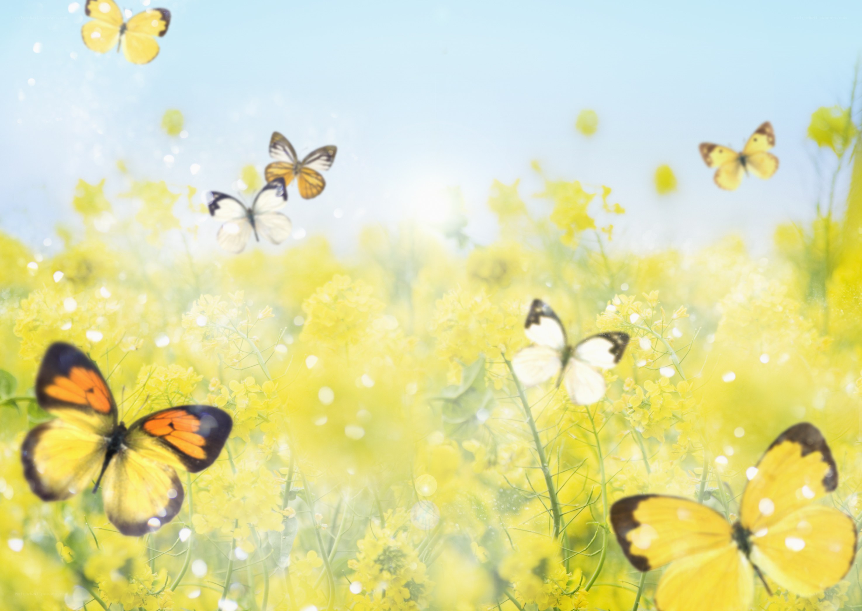Butterflies in a yellow field