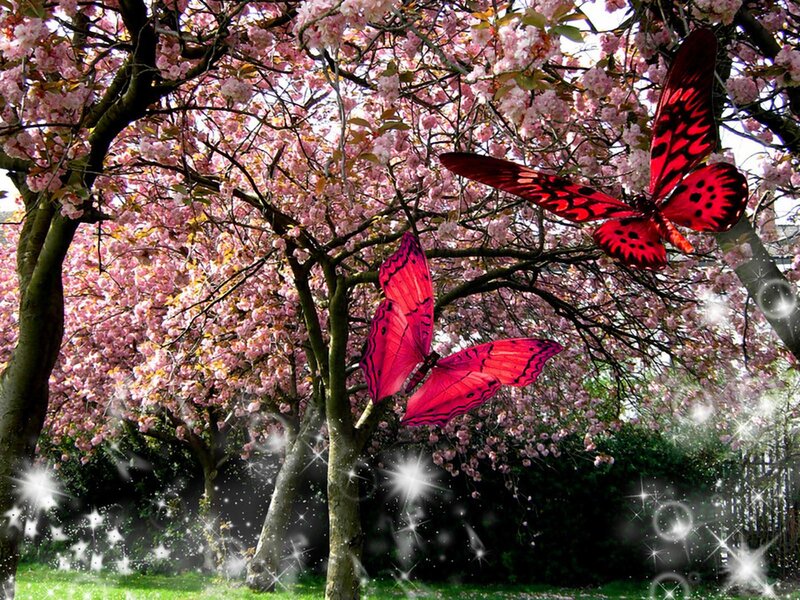 Butterflies in Cherry Blossoms — Pink