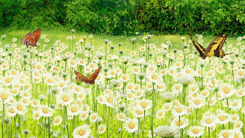 Butterflies in Daisy Field