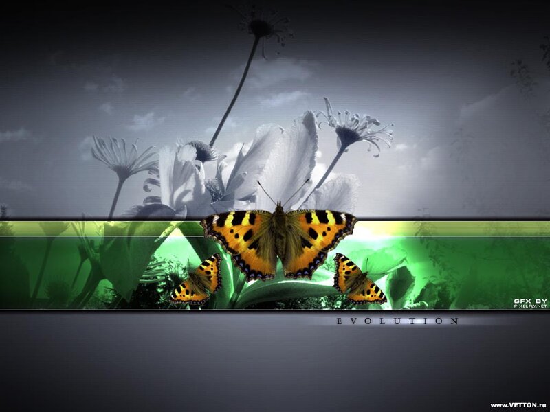 butterflies in evolution
