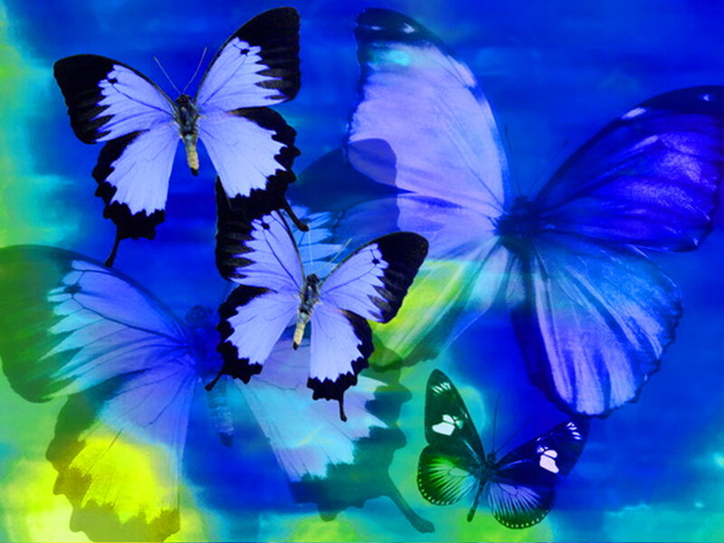 Butterflies in Flight — Blue, Dreamy