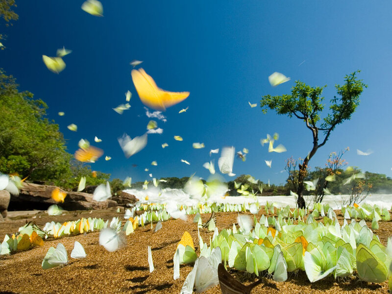 Butterflies in Flight