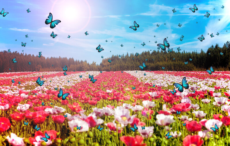 Butterflies in Flower Field — Pink