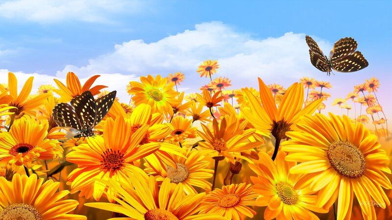 Butterflies in Flower Field — Yellow