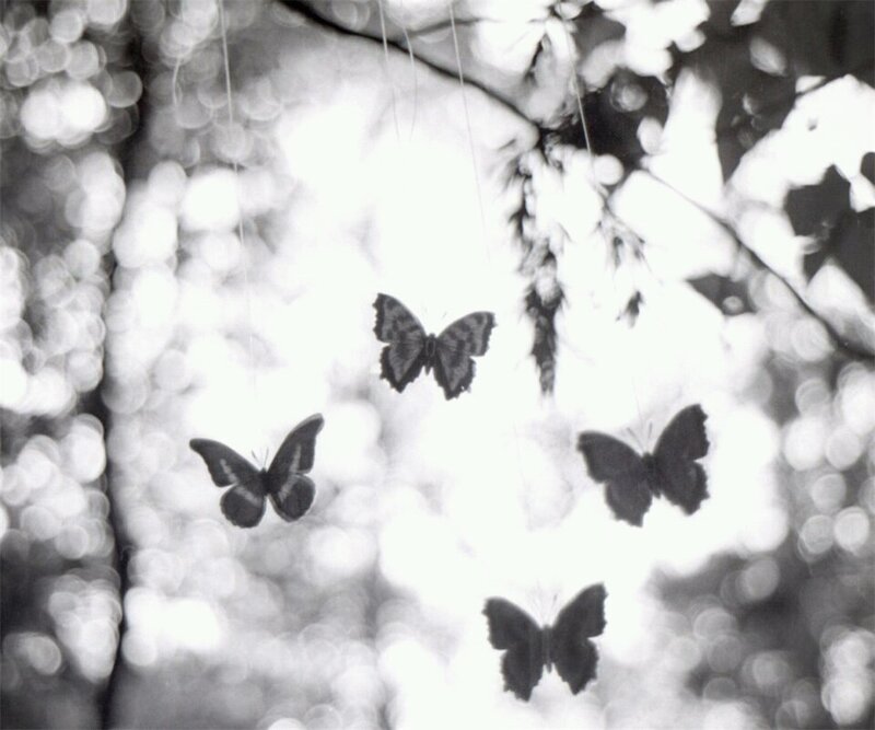 Butterflies in Forest — Black