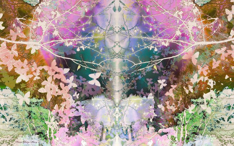 Butterflies in Forest