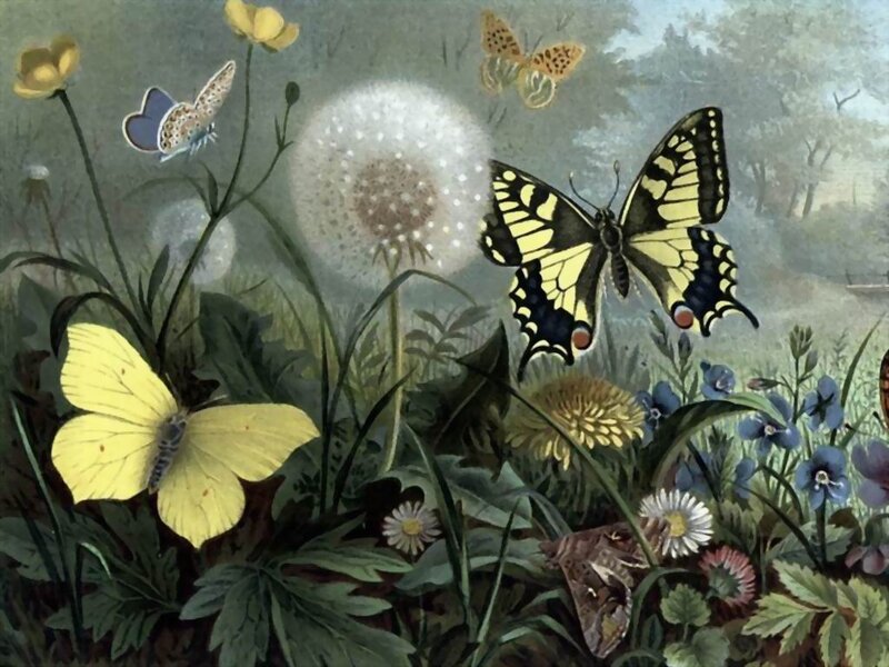 Butterflies in Garden — Green, Serene, Spring