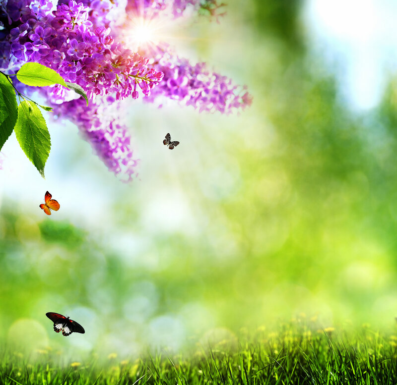 Butterflies in Garden — Purple, Serene