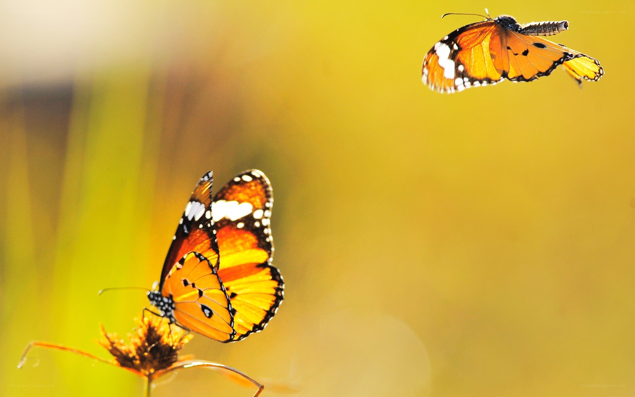 Butterflies in golden light