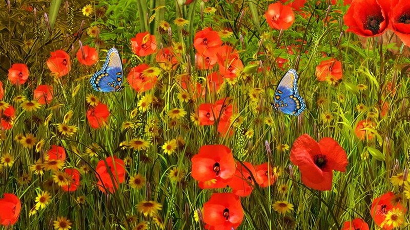 Butterflies in Poppy Field — Red