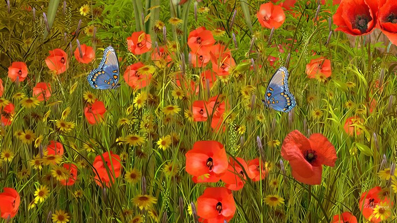 Butterflies in Poppy Field
