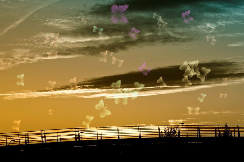 Butterflies in Sky — Orange