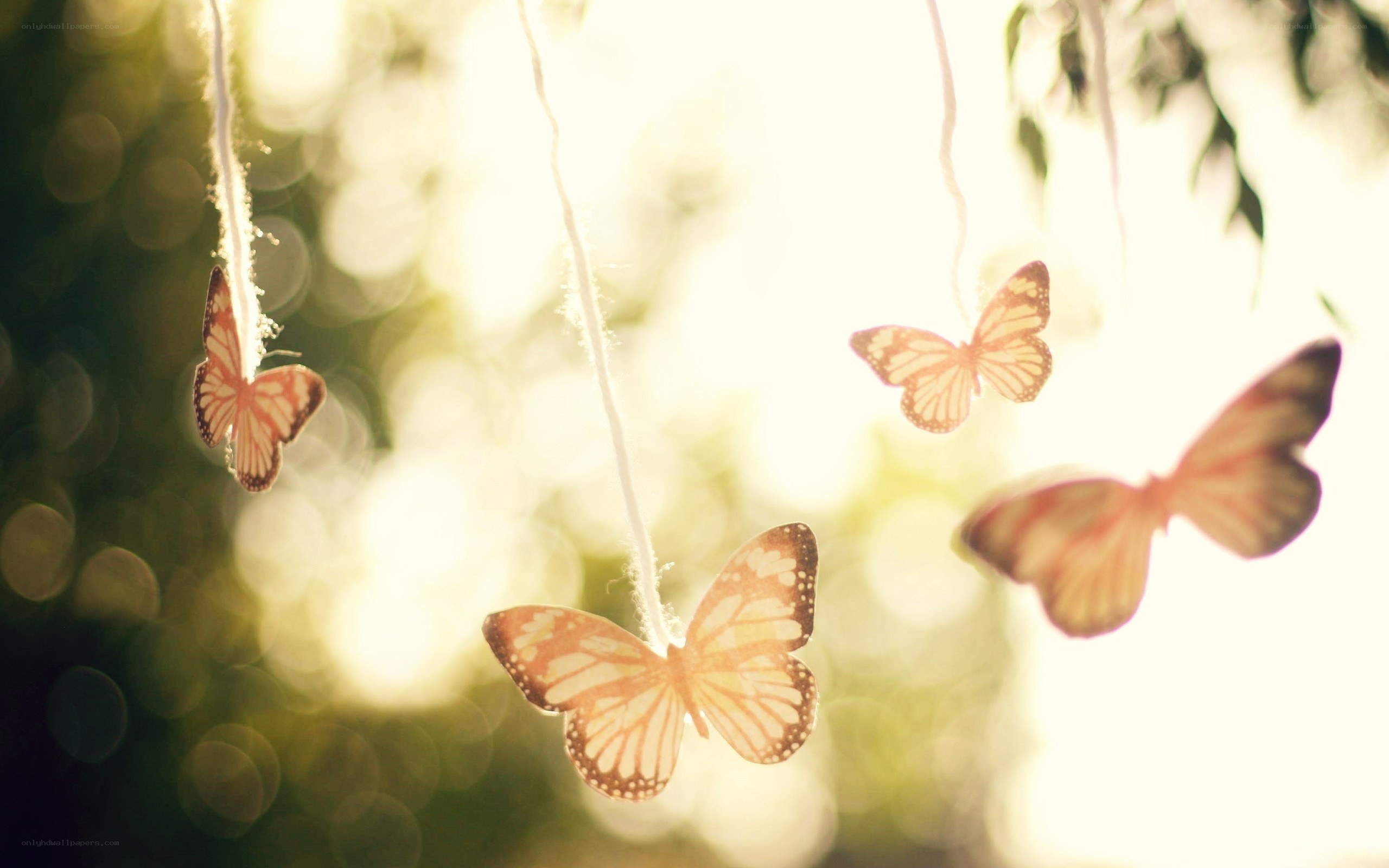 butterflies in sunlight