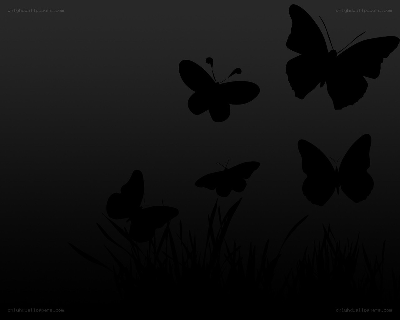 butterflies in the dark