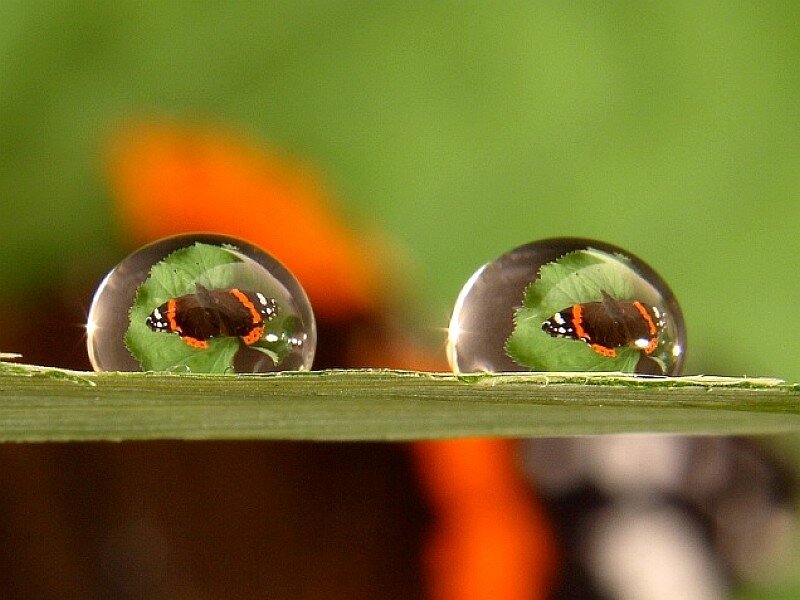 Butterflies in water droplets