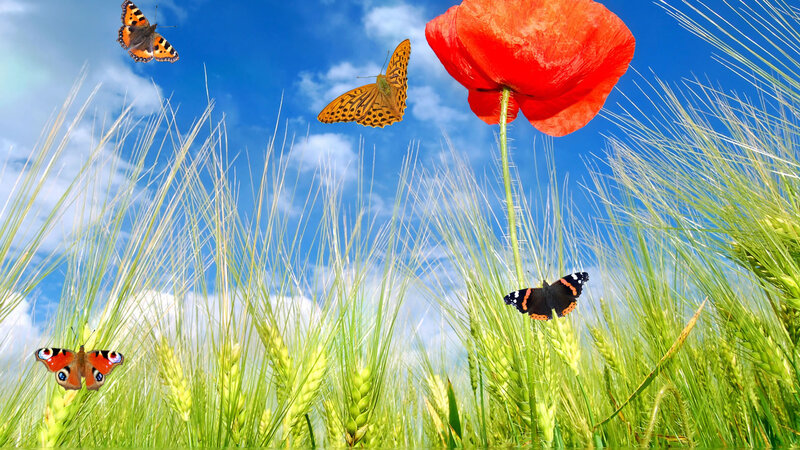 Butterflies in Wheat Field