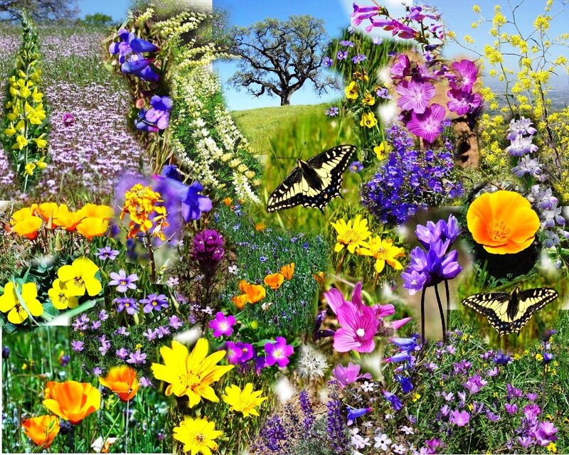 Butterflies in Wildflowers