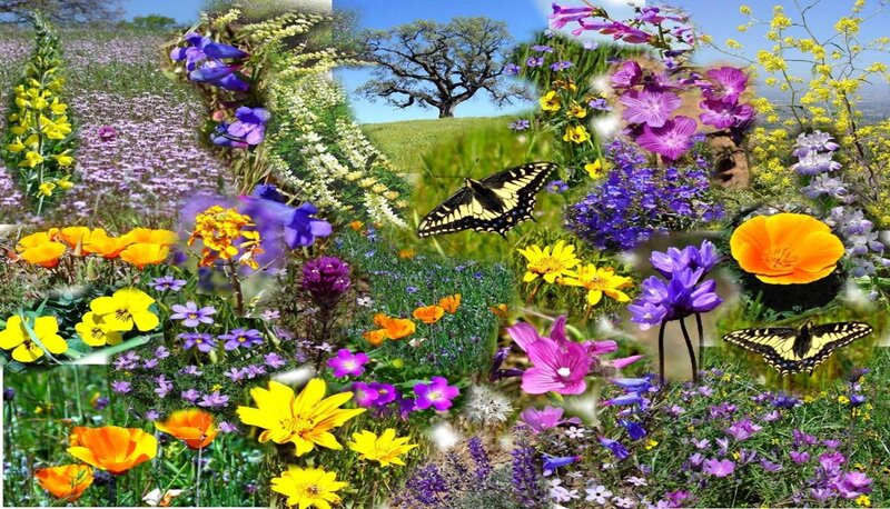 Butterflies in Wildflowers — Yellow