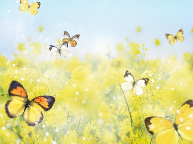 Butterflies in Yellow Field — Serene, Spring