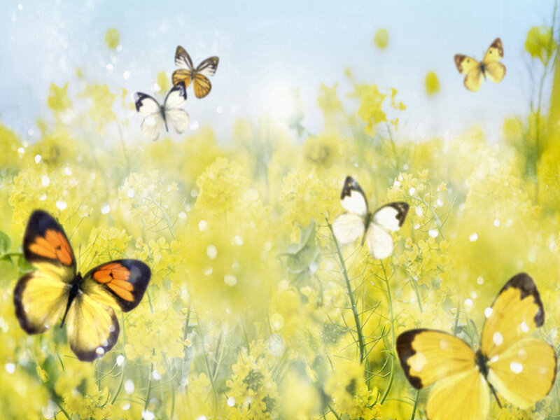 Butterflies in Yellow Flowers — Serene, Spring