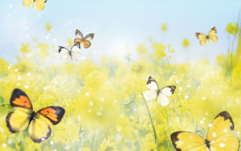 Butterflies in Yellow Flowers — Serene