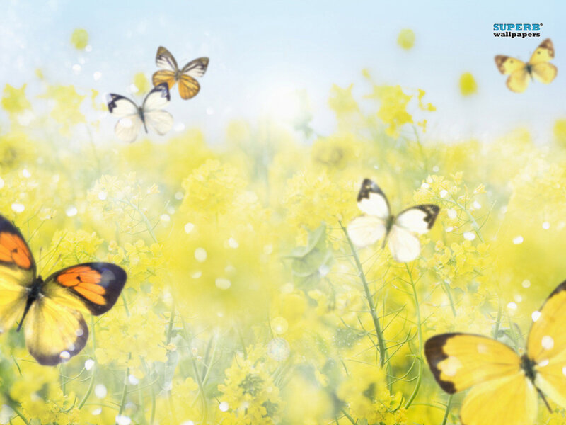 Butterflies in Yellow Flowers