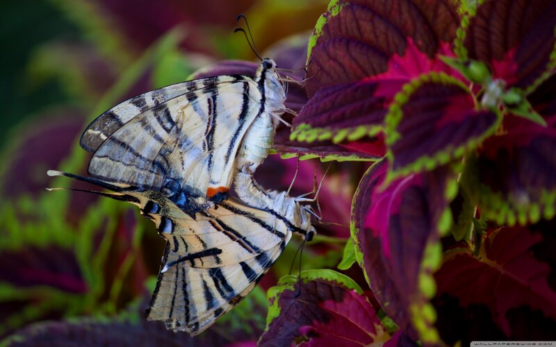 Butterflies mating on colorful leaves
