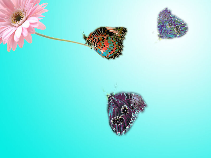 Butterflies Near Flower