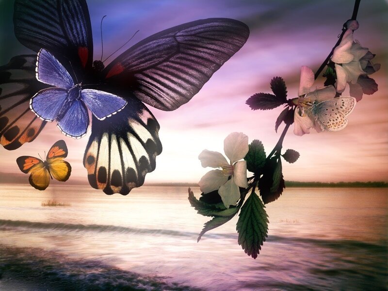 Butterflies Near Flowers — Purple