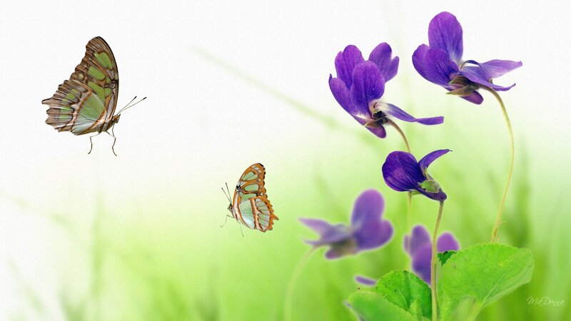 Butterflies Near Purple Flowers
