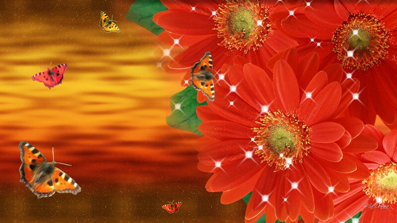 Butterflies Near Red Flowers — Vibrant