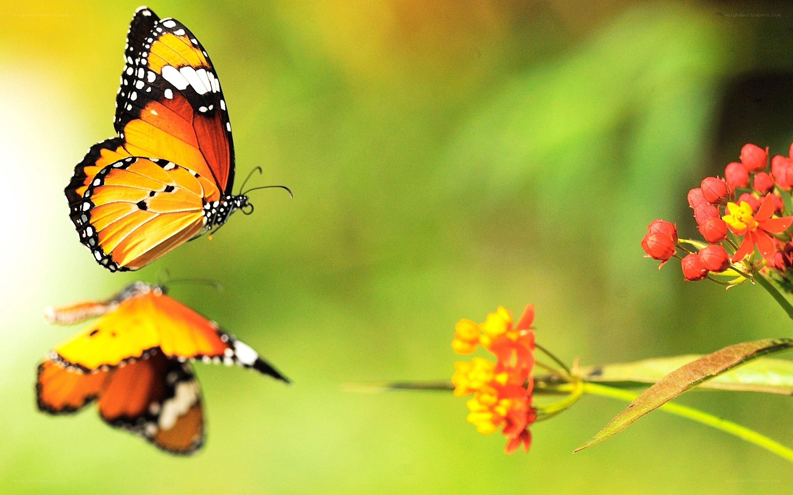 Butterflies near red flowers