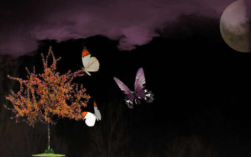 Butterflies Near Tree