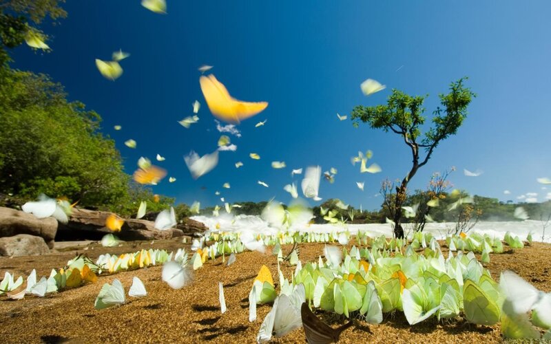 Butterflies Near Waterfall