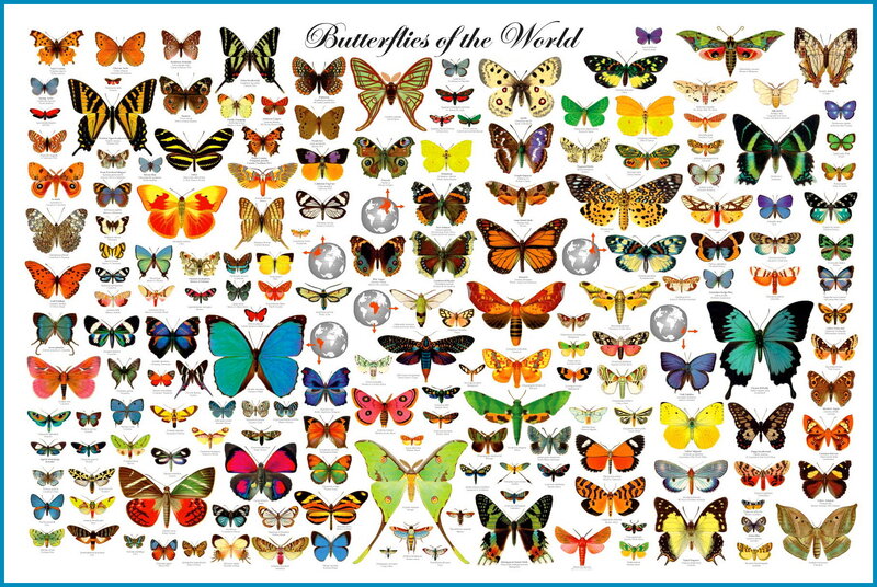 Butterflies of the World