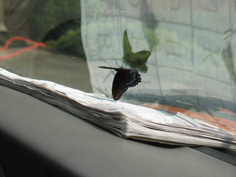 Butterflies on a car window