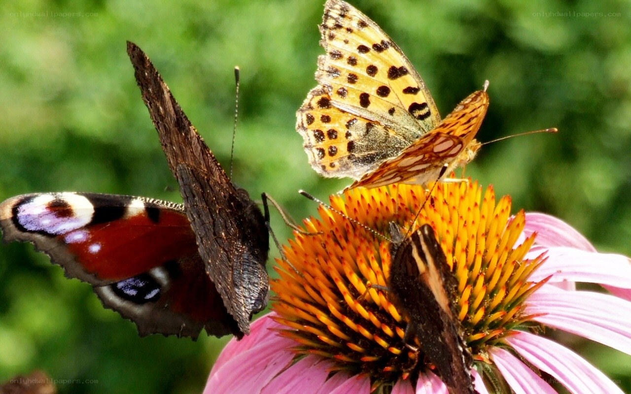Butterflies on a coneflower