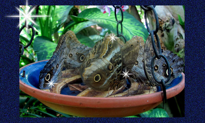 Butterflies on a Dish