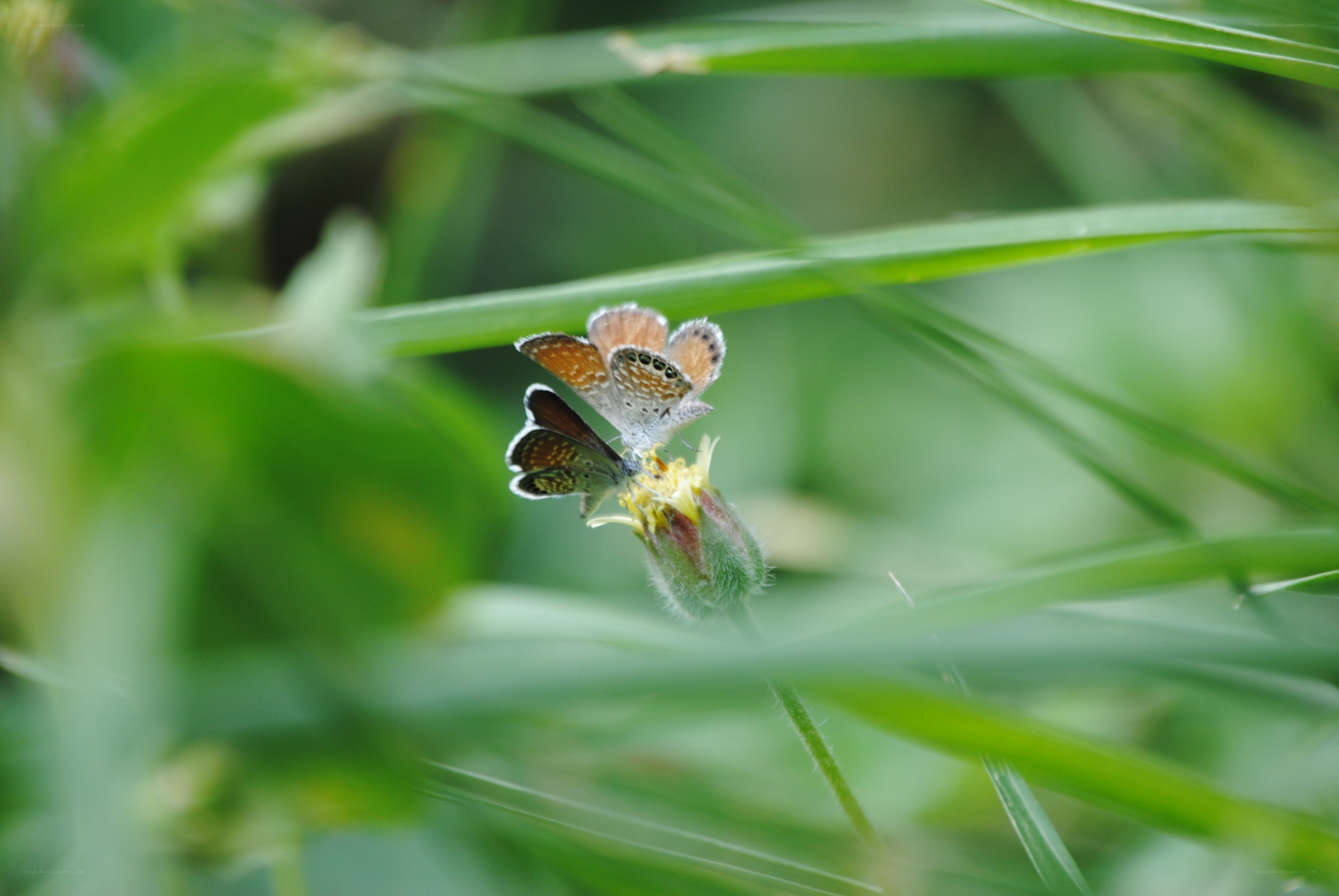 Butterflies on a flower