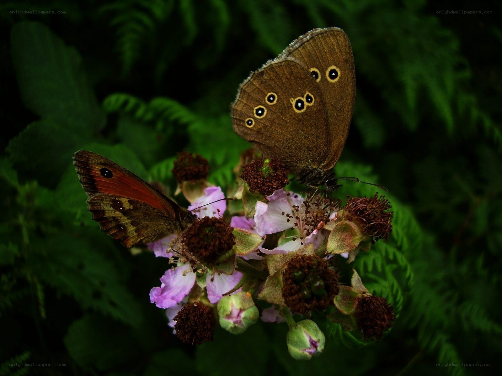 Butterflies on a flower