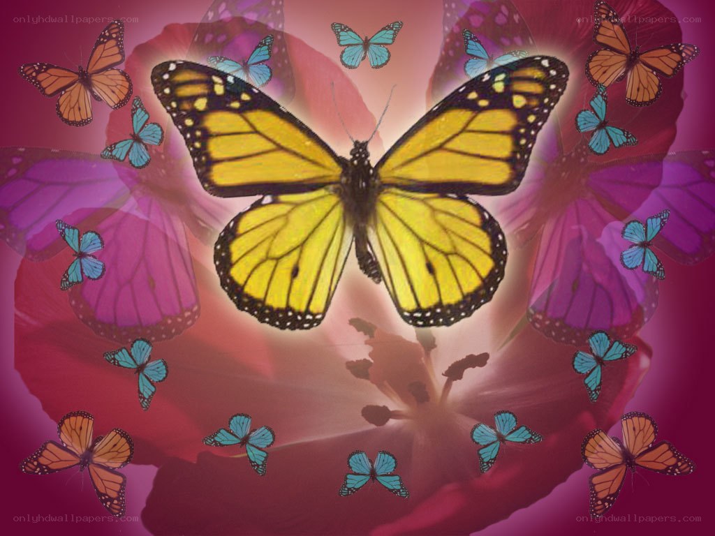 butterflies on a flower