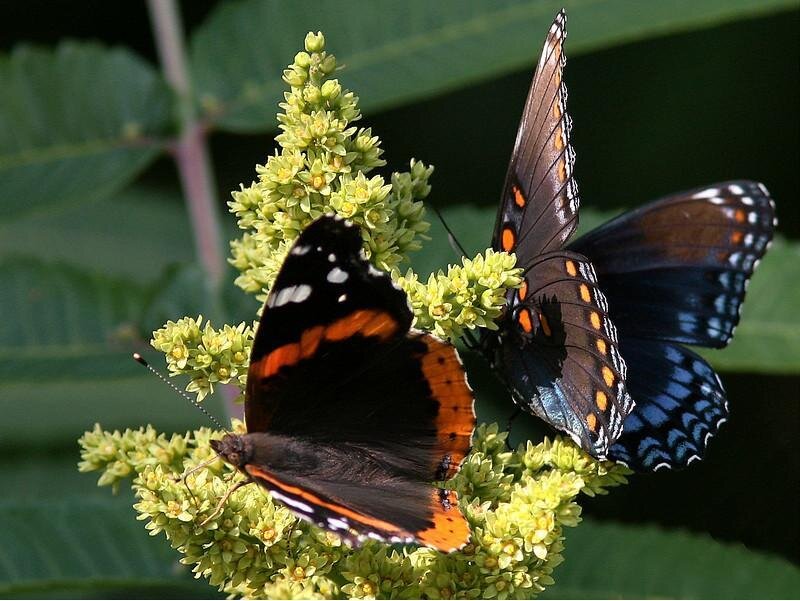 Butterflies on a flower